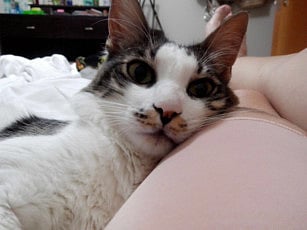 These felines are up for adoption