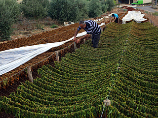 Kuwait mulls ban on Lebanese fruits and vegetables