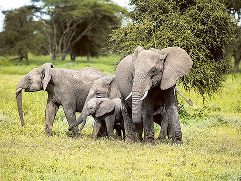 Poaching leaves elephant daughters in charge