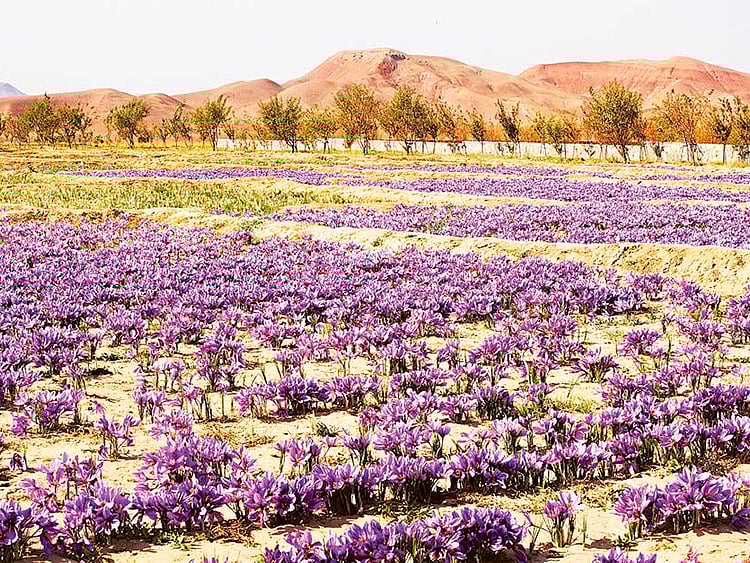 1.1882007-2129123296