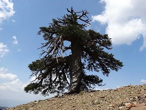 Dr. Oliver Konter, Mainz