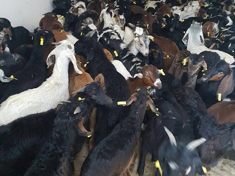 1.1886756-1309379279