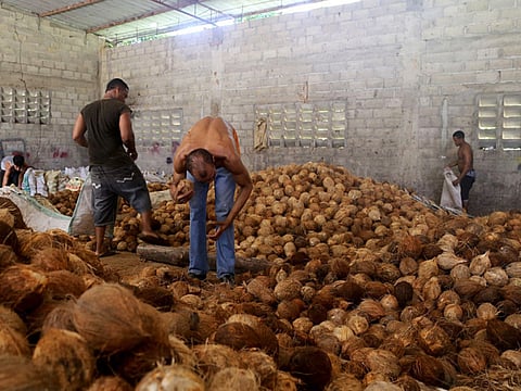 Caribbean coconut sway is a fading memory