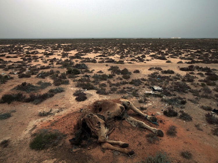 1.1901290-1120276837