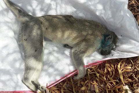 Monkey dies on way from Gaza to West Bank