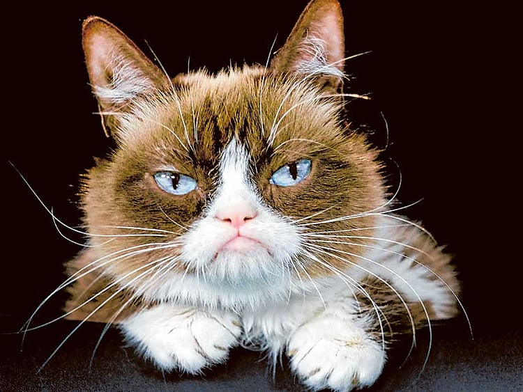 1.1904524-2212857898