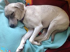 Want to adopt a pet?