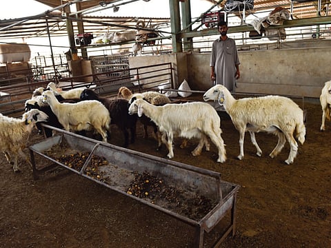 According to the Adafsa, a total of 2,182,870 animals cows, goats, and sheep will be immunised against foot-and-mouth disease.