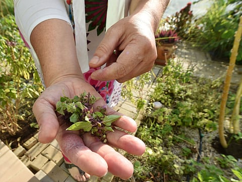 Tulsi plants will be sent to a jail in Ranchi in a bid to improve immunity of prisoners there currently suffering from COVID-19. Photo for illustrative purposes only.