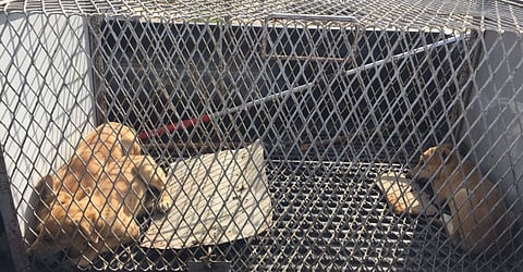 Campaign to control strays in Abu Dhabi