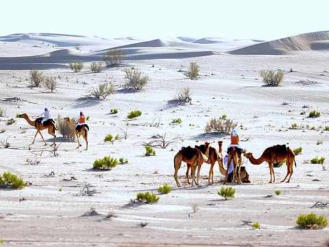 Traditional hunting is restricted to open areas, and falconers must steer clear of places such as nature reserves, forests, residential, military and petroleum production areas by at least 2km. Picture for illustrative purposes only.