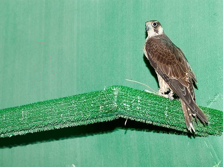 1.1956205-3834054413