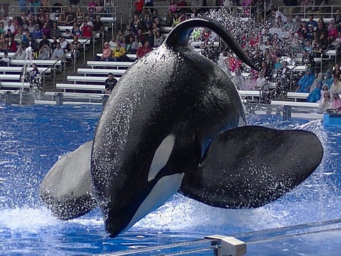 Death of Tilikum raises concerns about animals in captivity