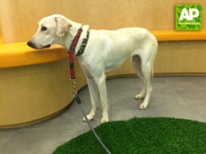 Can you give Lucky a home?