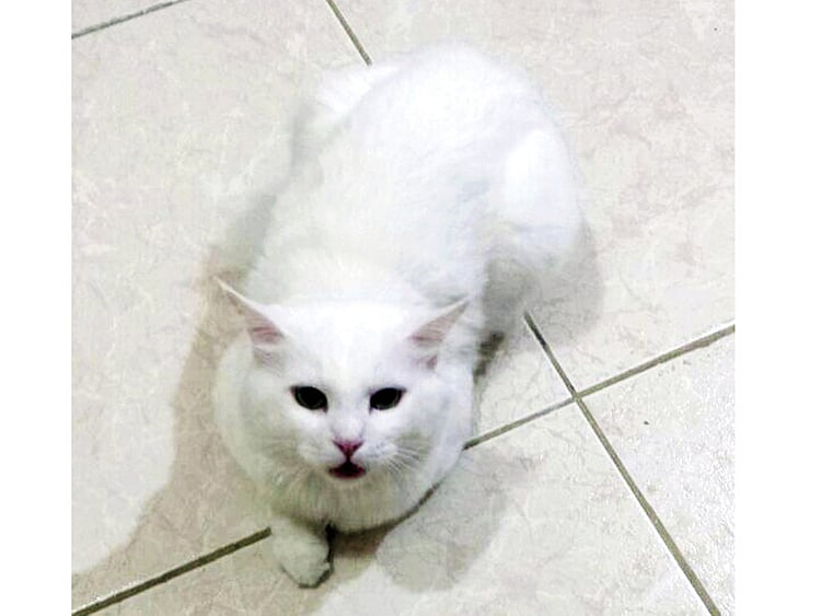 1.2100580-3281608240