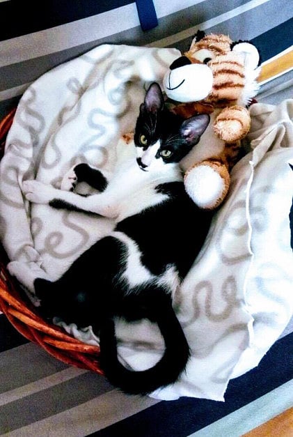 This abandoned cat is looking for a cuddle