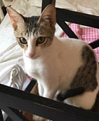 Looking to adopt a cat?