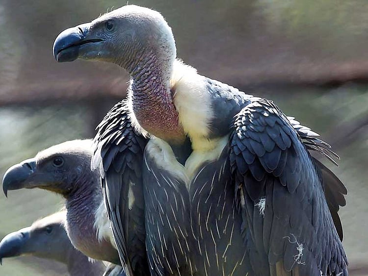 1.2124417-1717114273