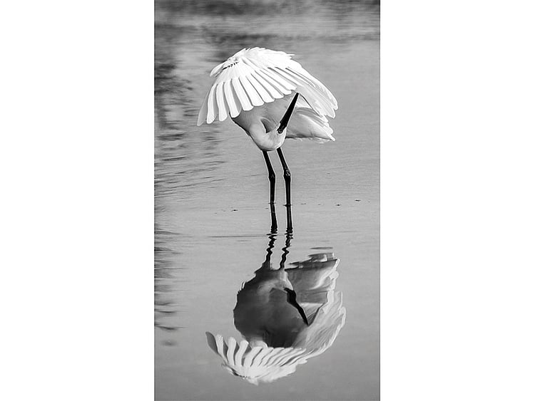 1.2126019-2737274333