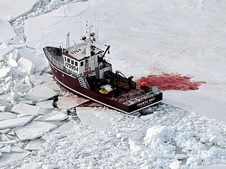 Animal rights activists, Inuit clash over Canada’s Indigenous food traditions