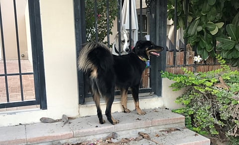 Hopes of finding missing dog