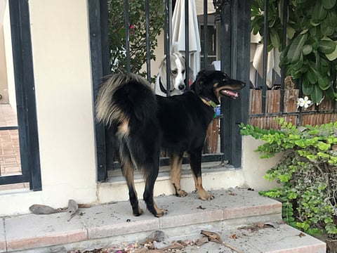 Hopes of finding missing dog