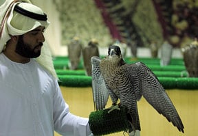 Al Dhafra Festival begins in Madinat Zayed from Thursday