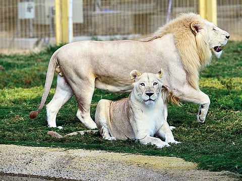 Virendra Saklani/Gulf News