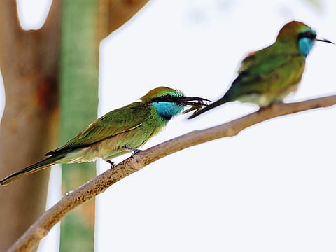 Courtesy: Dubai Safari 