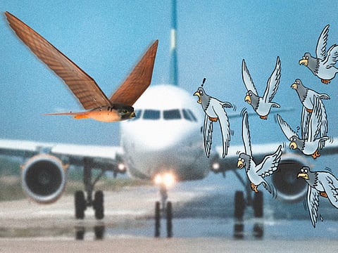 Niño Jose Heredia/©Gulf News