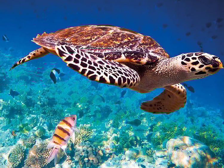 1.2134803-1359297500