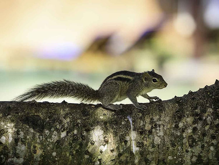 1.1977020-2737274333