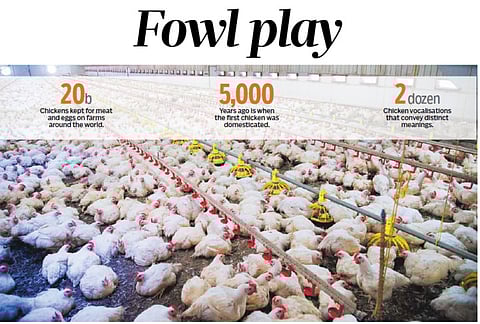 Backyard chicken benefits