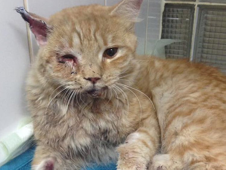 1.1983547-3272626274