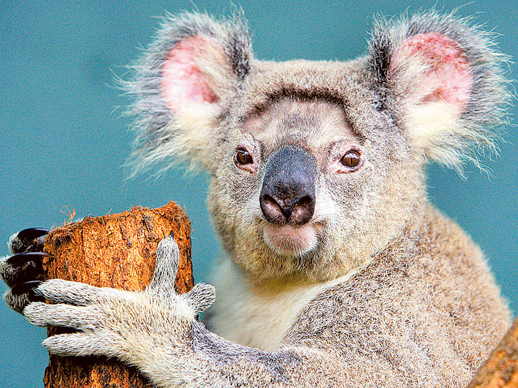 1.1985308-1158314405