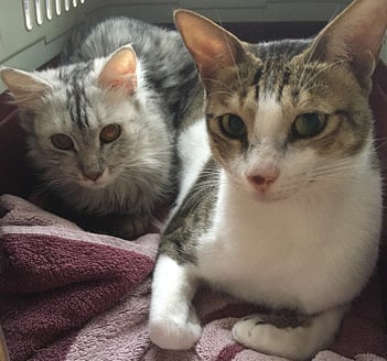 1.1991632-2911314354