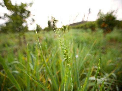 The rise of biodynamic farming