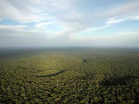 Amazon forest: During the the current coronavirus crisis, parts of earth seem to have recuperated