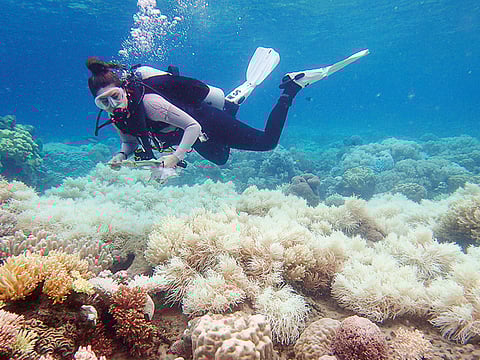 A diver examines bleaching on a coral reef on Orpheus Island, Australia.