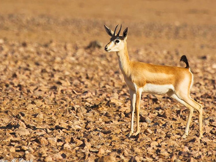 1.2016287-3963411392