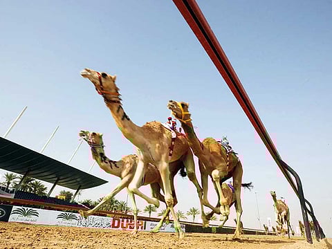 Abdel-Krim Kallouche/Gulf News Archive