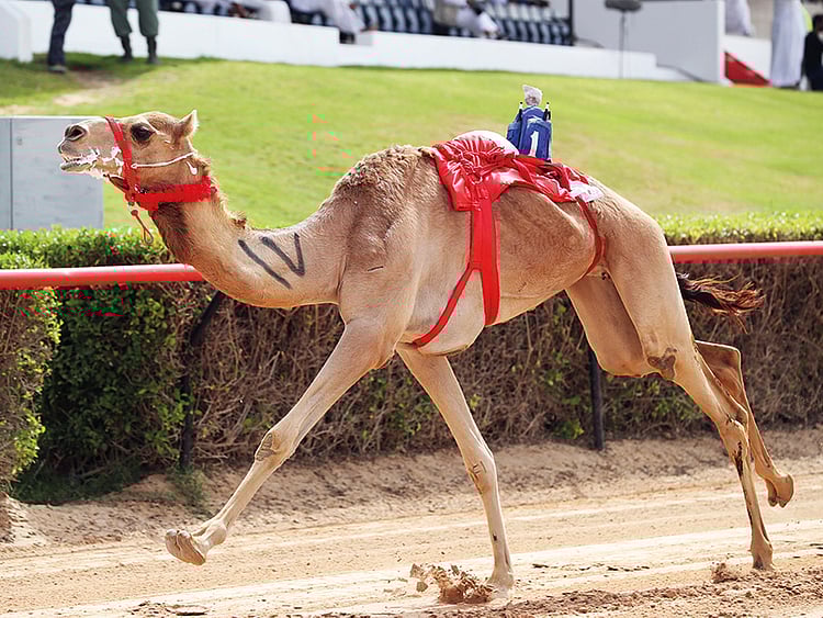 1.2008330-2491290211