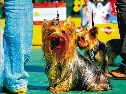 The ‘Golden Jubilee Pet Fair’ to be held at Dubai’s Al Warsan Birds and Pets Market on Friday is expected to attract some of UAE’s most stunning pets.