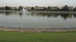 Watch your children and pets