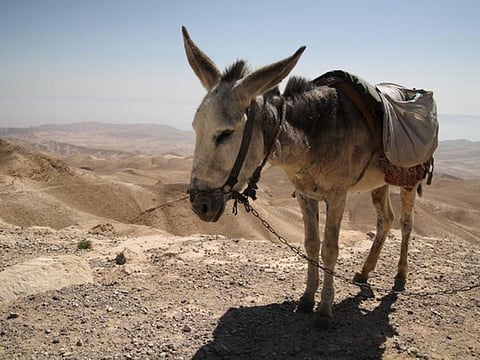 A booming black market for donkey hides — and a far murkier trade in donkey meat, some of which is reportedly ending up in local restaurants.