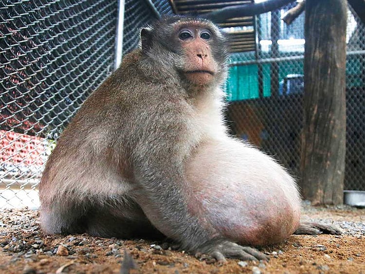 1.2029779-1562772724