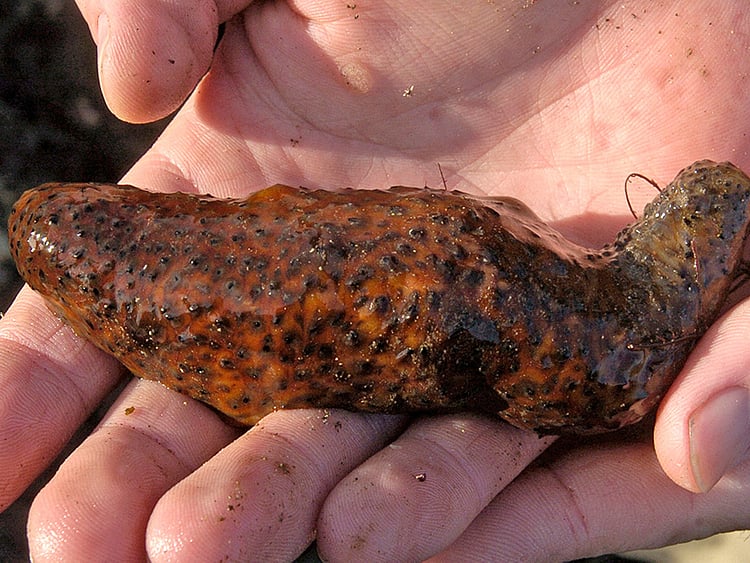 1.2030008-4047785098