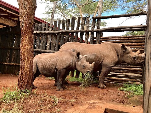 courtesy Etihad airways