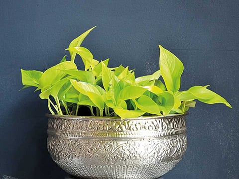 5 plants to keep your home cool in the summer