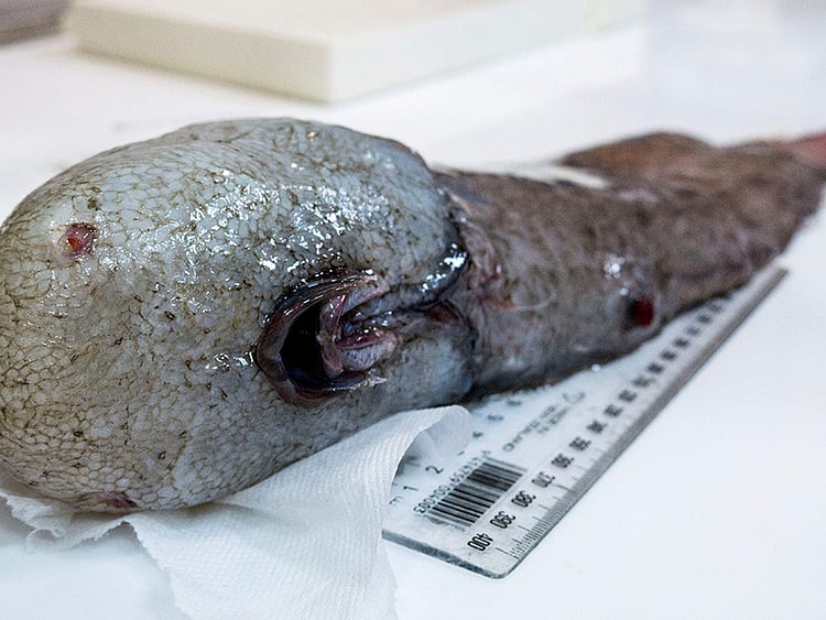 1.2035995-1726274443